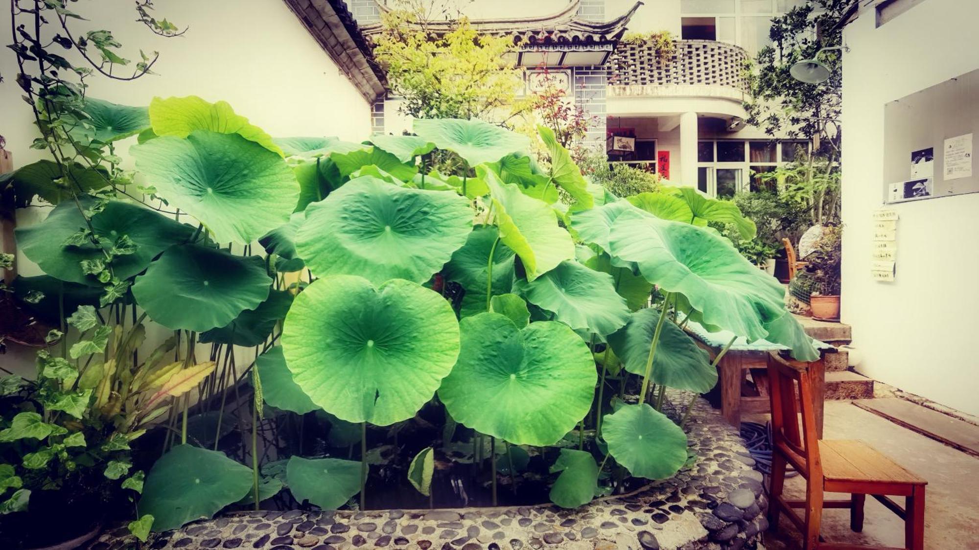 The Lily Pad Inn Νταλί Εξωτερικό φωτογραφία