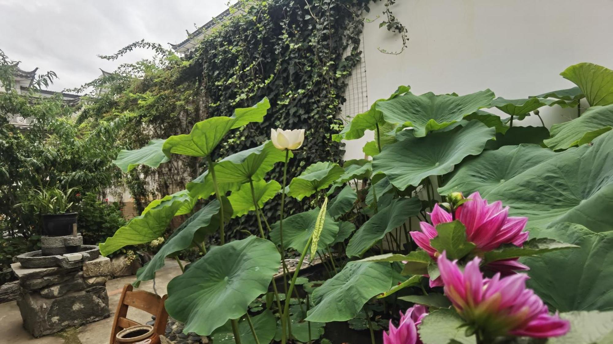 The Lily Pad Inn Νταλί Εξωτερικό φωτογραφία