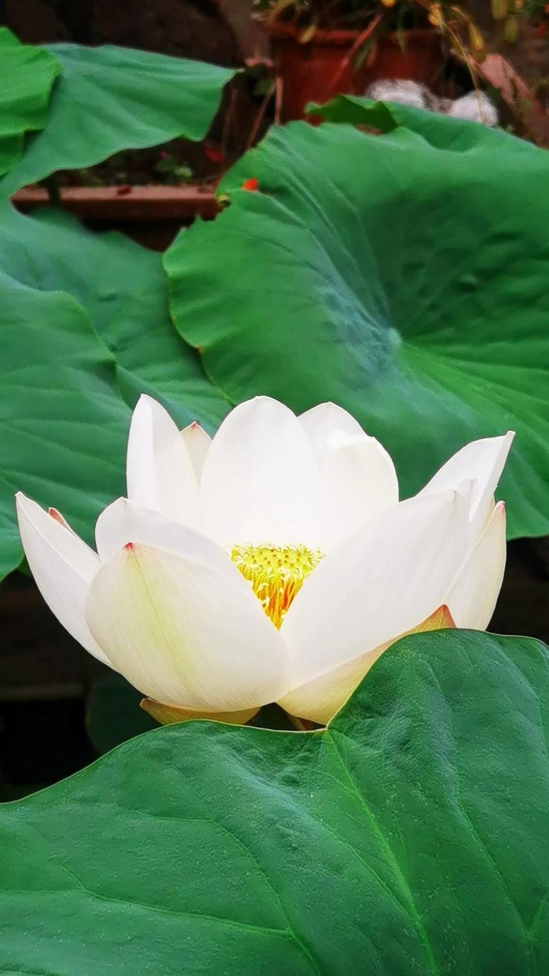 The Lily Pad Inn Νταλί Εξωτερικό φωτογραφία