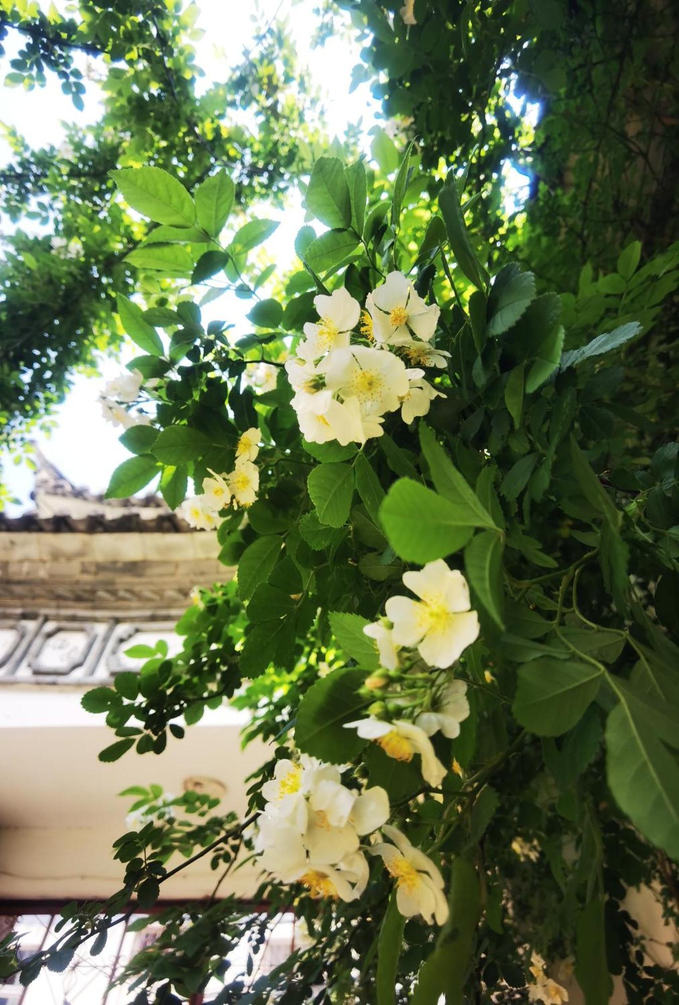 The Lily Pad Inn Νταλί Εξωτερικό φωτογραφία